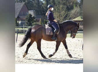 Polish sport horse, Gelding, 9 years, 16.3 hh, Smoky-Black