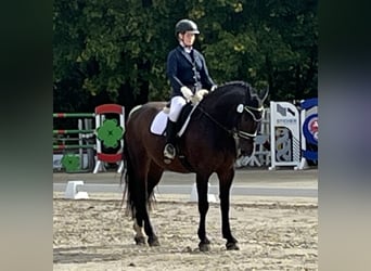 Polish sport horse, Gelding, 9 years, 16.3 hh, Smoky-Black