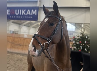 Polish sport horse, Gelding, 9 years, 16,1 hh, Bay