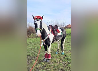Polish sport horse, Gelding, 9 years, 16,2 hh, Pinto