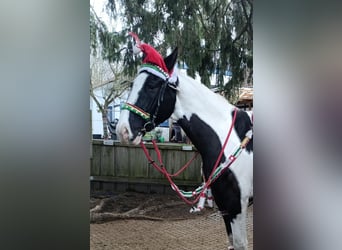 Polish sport horse, Gelding, 9 years, 16,2 hh, Pinto