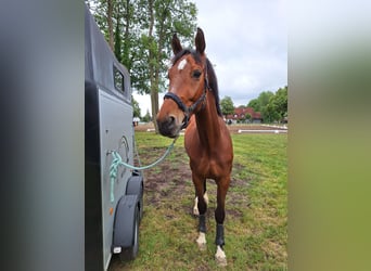 Polish sport horse, Gelding, 9 years, 17 hh, Bay
