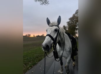 Polish sport horse, Gelding, 9 years, 17,1 hh, Grey