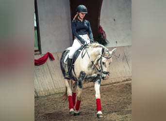 Polish sport horse Mix, Mare, 10 years, 14.3 hh, Grey-Dapple