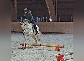 Polish sport horse, Mare, 10 years, 15,3 hh, Grey