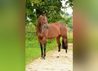 Polish sport horse, Mare, 10 years, 16.2 hh, Brown