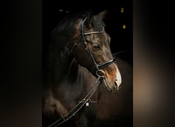 Polish sport horse Mix, Mare, 10 years, 16.3 hh, Smoky-Black