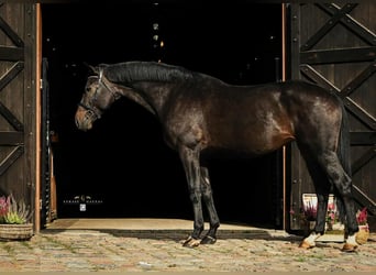 Polish sport horse Mix, Mare, 10 years, 16.3 hh, Smoky-Black