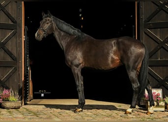 Polish sport horse Mix, Mare, 10 years, 16.3 hh, Smoky-Black