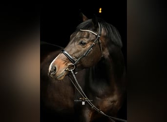 Polish sport horse Mix, Mare, 10 years, 16.3 hh, Smoky-Black