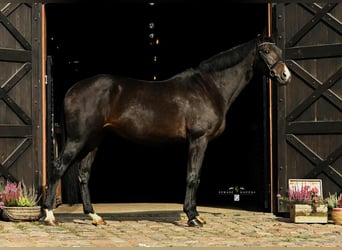 Polish sport horse Mix, Mare, 10 years, 16.3 hh, Smoky-Black