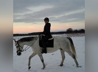 Polish sport horse, Mare, 10 years, 16 hh, Grey