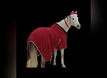 Polish sport horse, Mare, 10 years, 16 hh, Grey