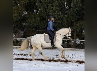 Polish sport horse, Mare, 10 years, 16 hh, Grey