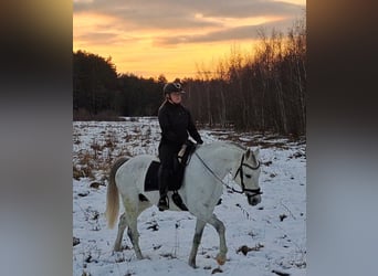 Polish sport horse, Mare, 10 years, 16 hh, Grey
