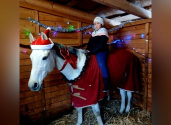 Polish sport horse, Mare, 10 years, 16 hh, Grey