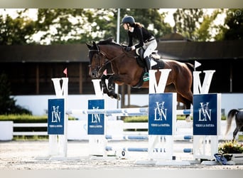 Polish sport horse, Mare, 10 years, 16,2 hh, Brown