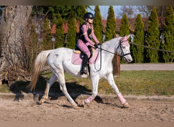 Polish sport horse, Mare, 11 years, 15.1 hh, Leopard-Piebald