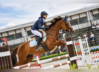 Polish sport horse, Mare, 11 years, 15,2 hh, Chestnut-Red