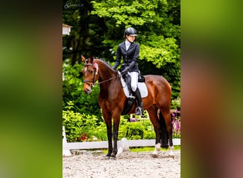 Polish sport horse, Mare, 11 years, 16.1 hh, Bay