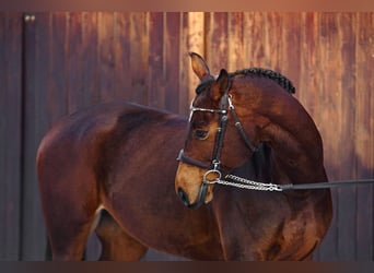 Polish sport horse, Mare, 11 years, 16.2 hh, Brown