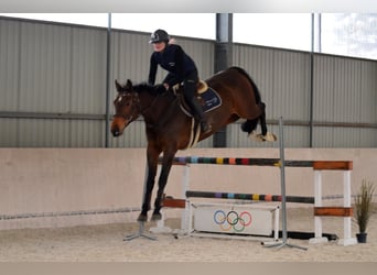 Polish sport horse, Mare, 11 years, 16,2 hh, Brown