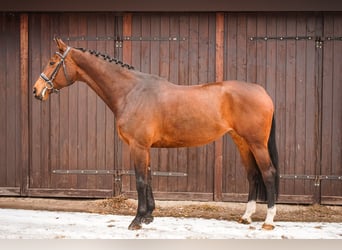 Polish sport horse, Mare, 11 years, 16,2 hh, Brown