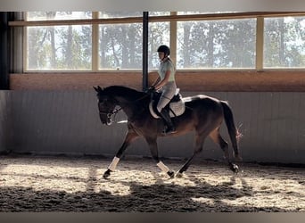 Polish sport horse, Mare, 12 years, 16.1 hh, Bay-Dark