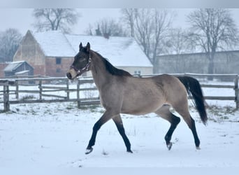 Polish sport horse, Mare, 13 years, 16.1 hh, Buckskin
