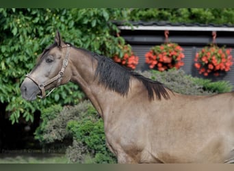 Polish sport horse, Mare, 13 years, 16.1 hh, Buckskin
