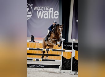 Polish sport horse, Mare, 13 years, 17,1 hh, Bay