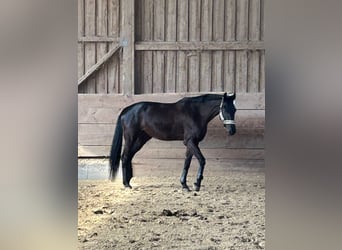Polish sport horse, Mare, 14 years, 17 hh, Black
