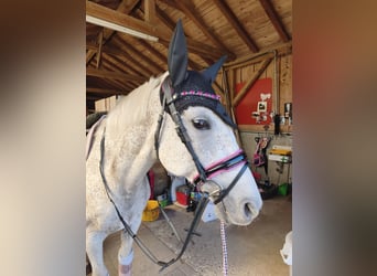 Polish sport horse, Mare, 15 years, 14.2 hh, Grey-Fleabitten