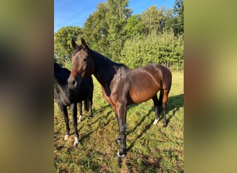 Polish sport horse, Mare, 15 years, 16.1 hh, Bay-Dark