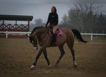 Polish sport horse, Mare, 15 years, 16.2 hh, Bay