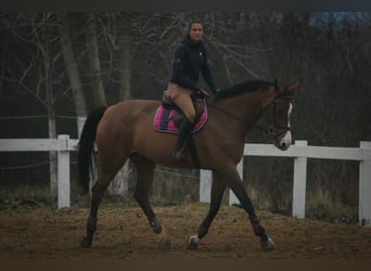Polish sport horse, Mare, 15 years, 16.2 hh, Bay