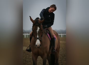 Polish sport horse, Mare, 15 years, 16.2 hh, Bay