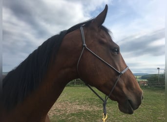 Polish sport horse, Mare, 15 years, 16.2 hh, Brown