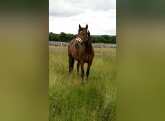 Polish sport horse, Mare, 15 years, 16.2 hh, Brown