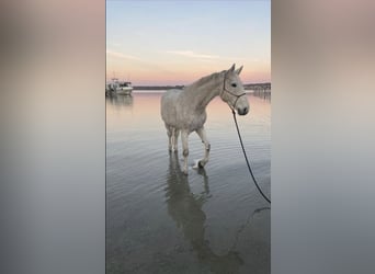 Polish sport horse, Mare, 17 years, 16.1 hh, Grey-Fleabitten