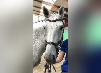 Polish sport horse, Mare, 17 years, 16.1 hh, Grey-Fleabitten