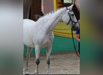Polish sport horse, Mare, 18 years, 16.1 hh, Grey