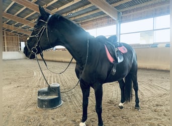 Polish sport horse, Mare, 18 years, 16,2 hh, Black