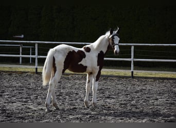 Polish sport horse, Mare, 1 year, 16.2 hh, Pinto