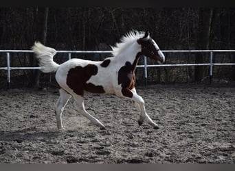 Polish sport horse, Mare, 1 year, 16.2 hh, Pinto