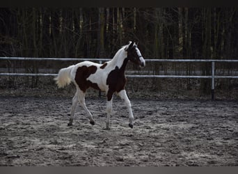 Polish sport horse, Mare, 1 year, 16.2 hh, Pinto