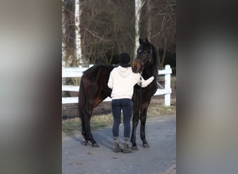 Polish sport horse, Mare, 1 year, 16,1 hh, Bay-Dark