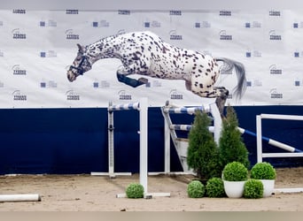 Polish sport horse, Mare, 1 year, 16,1 hh, Bay-Dark