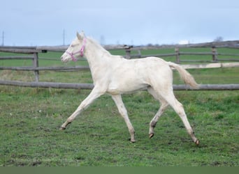 Polish sport horse, Mare, 1 year, 16,1 hh, Cremello