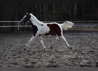 Polish sport horse, Mare, 1 year, 16,2 hh, Pinto